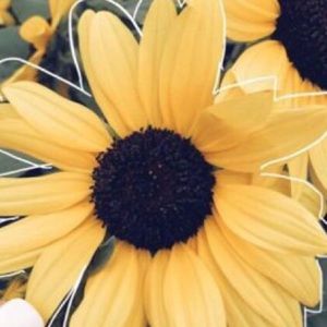 Meet your Posher, Susan